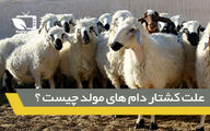 بررسی چرایی کشتار دام های مولد در کشور