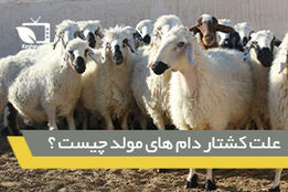 بررسی چرایی کشتار دام های مولد در کشور