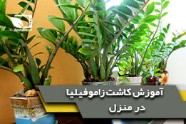 آموزش کاشت زاموفیلیا در منزل