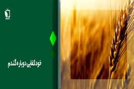 خودکفایی دوباره گندم