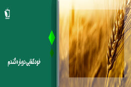 خودکفایی دوباره گندم