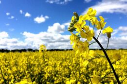 آمادگی کامل برای آغاز سال زراعی جدید