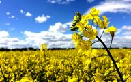 آمادگی کامل برای آغاز سال زراعی جدید