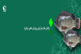 پرونده ویژه/ چالش ها و مزایای پرورش ماهی تیلاپیا در ایران