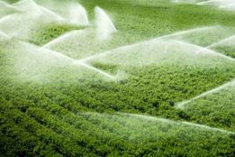 الگوی کشت باغبانی و گیاهان دارویی تا پایان سال ابلاغ می شود