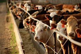 تب برفکی تولید شیر و گوشت را 20 درصد کاهش داد