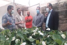 بازدید سرزده مشاوره وزیر از گلخانه ها در روز ملی گل