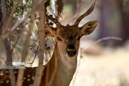  مرکز تکثیر و پرورش گوزن زرد ایرانی در پارک دریاچه ارومیه