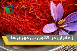 زعفران در کانون بی مهری ها
