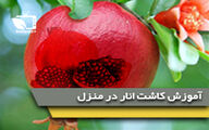 آموزش کاشت انار