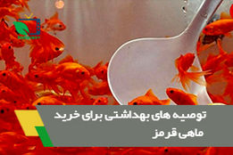 نکات بهداشتی که هنگام خرید ماهی قرمز باید رعایت شود