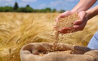 پرداخت مطالبات گندم کاران از امروز آغاز می‌شود