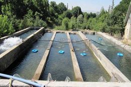 پیشرفت جدید در فناوری تصفیه پساب مزارع پرورش ماهی