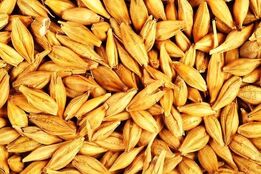 سطح زیر کشت جو ۲۲ درصد کاهش یافت
