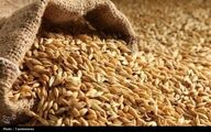 نرخ مصوب گندم صنف و صنعت 53 هزار تومان تعیین شد