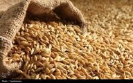 نرخ مصوب گندم صنف و صنعت 53 هزار تومان تعیین شد