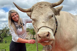 میس واکا ۲۰۲۵: وقتی یک گاو دل‌ها را می‌بَرَد!/ به خاطر «شاخ‌ و شخصیت!