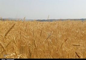 خبر خوش برای گندمکاران/ قیمت گندم در سال ۱۴۰۵ چقدر است؟