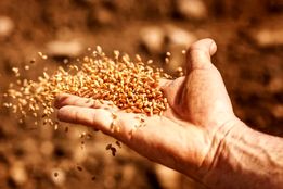 انقلاب جنسی در کشاورزی؛ تولد بذرهای بدون گرده‌افشانی!