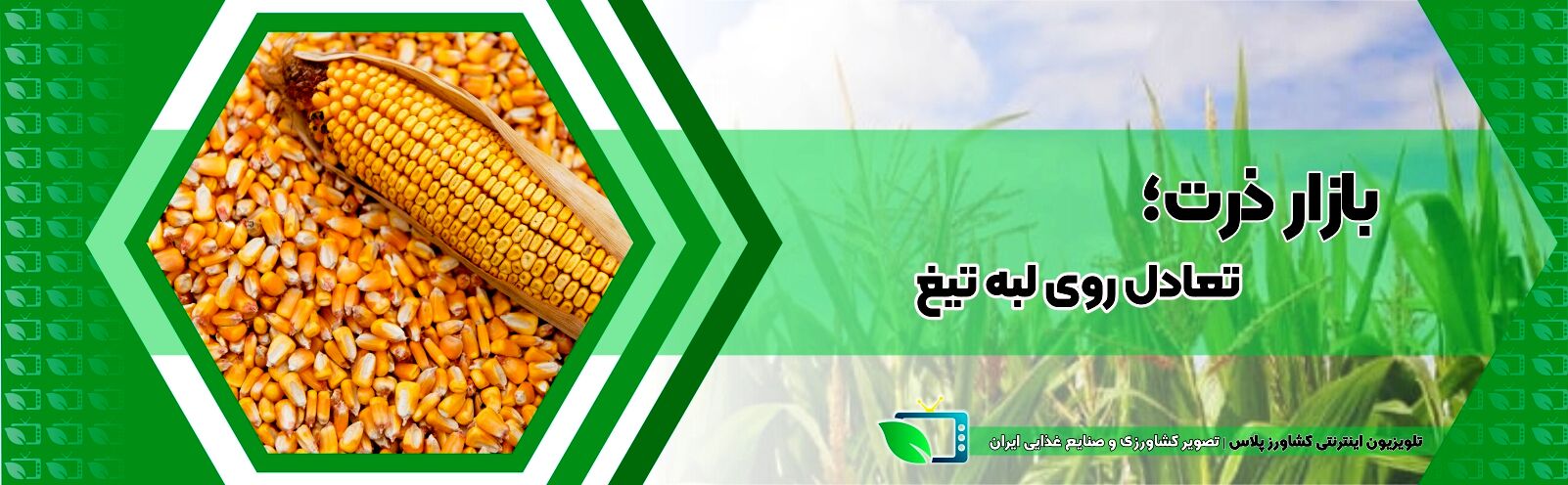 بازار ذرت؛ تعادل روی لبه تیغ