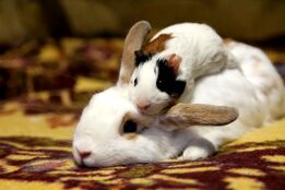 اهدای حیوانات خانگی برای تغذیه شکارچیان!