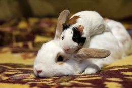 اهدای حیوانات خانگی برای تغذیه شکارچیان!