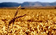 خرید تضمینی ۷ میلیون و ۷۰۰ هزار تن گندم تا نیمه شهریور