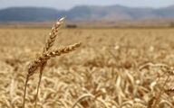خرید تضمینی ۷ میلیون و ۷۰۰ هزار تن گندم تا نیمه شهریور