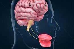 انقلاب در کنترل کیفیت طعم: زبان مصنوعی مبتنی بر گرافن وارد صنعت غذا می‌شود