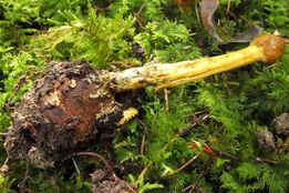 کشف خواص ضدسرطان و ضدباکتری قارچ‌های زیرزمینی «گوزنی» با عصاره‌های طبیعی