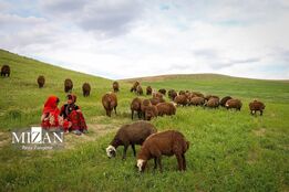 قاب‌هایی زیبا از زندگی عشایر همدان