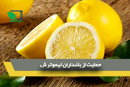 حمایت از باغداران لیموترش 