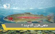 افزایش قیمت عحیب ماهی از مزرعه تا سفره