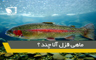 افزایش قیمت عحیب ماهی از مزرعه تا سفره
