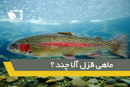 افزایش قیمت عحیب ماهی از مزرعه تا سفره