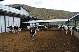 همکاری کشورهای اسلامی برای تلفیق رویکردهای علمی و عملی دامپروری گسترش می‌یابد