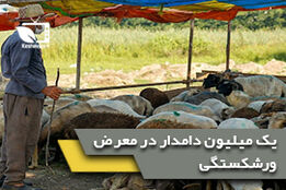 یک میلیون دامدار در معرض ورشکستگی