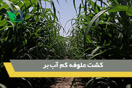 کشت علوفه کم آب بر 
