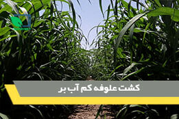 کشت علوفه کم آب بر 
