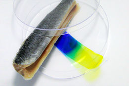 تشخیص تازگی ماهی با هیدروژل نانویی