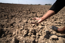 رؤیای خودکفایی گندم عراق زیر سایه بحران آب، نقش بر آب شد