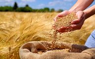 قیمت خرید تضمینی گندم هفته آینده تعیین می شود