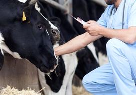 روایت نبرد نابرابر دامپزشکان با یک ویروسِ تیزپا در خطوط پنهان امنیت غذایی