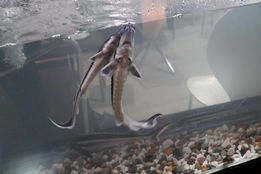 افزایش 30 درصدی صادرات محصولات شیلاتی